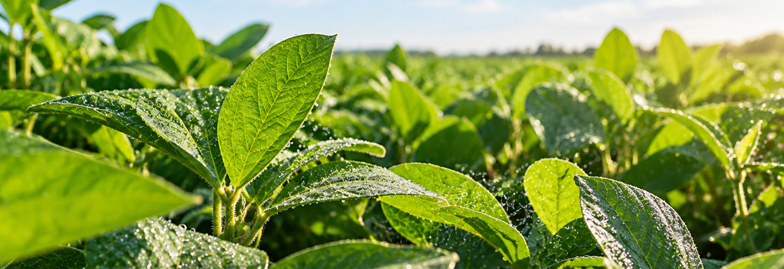 Fertilização foliar